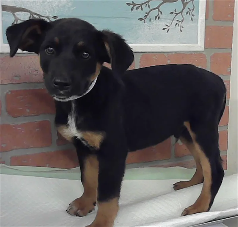 A baby small-sized male German Shepherd Dog dog named Peter for adoption in Houston, TX
