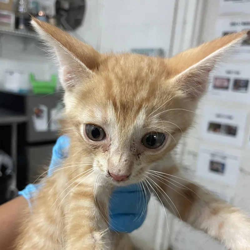 A baby small-sized male Orange / Red Domestic Short Hair cat named Stormy for adoption in Edinburg, TX