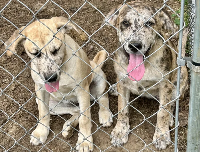 Freckles thumbnail 3