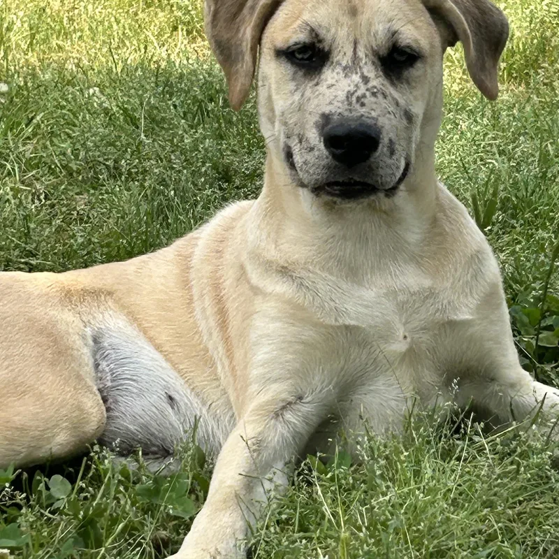A baby medium-sized female Gray / Blue / Silver Catahoula Leopard Dog dog named Freckles for adoption in Okolona, MS