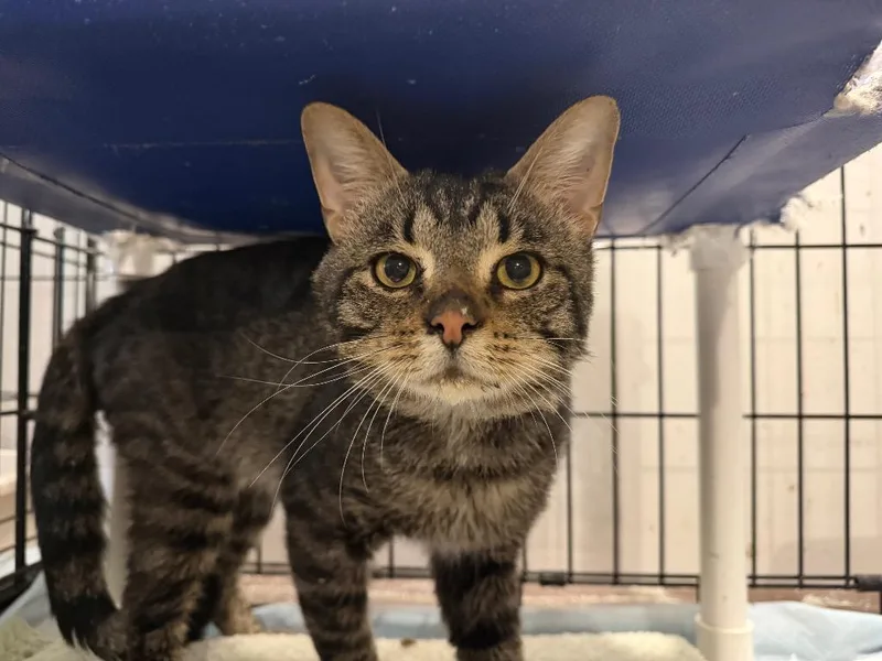 A young large-sized male Tabby cat named Stephen for adoption in Powell, OH