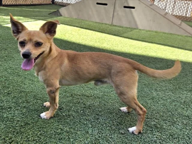 An adult small-sized male Chihuahua dog named Winnie for adoption in Norco, CA