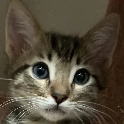 A baby medium-sized male Domestic Short Hair cat named John Lennon for adoption in Pleasanton, CA