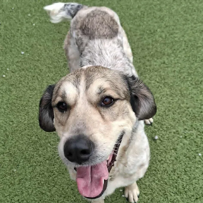 An adult medium-sized female White / Cream Bluetick Coonhound dog named Wendy for adoption in Hannibal, MO