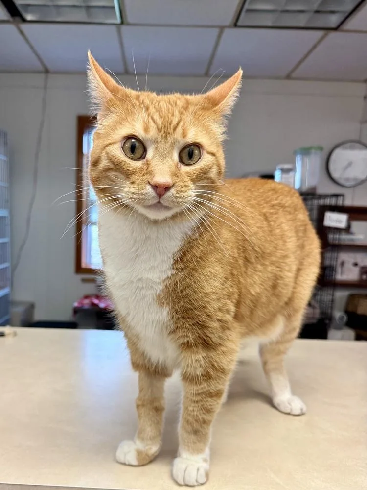 A senior large-sized male Domestic Short Hair cat named Maximus for adoption in Papillion, NE