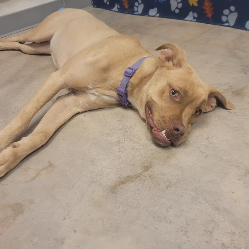 A young medium-sized male Yellow / Tan / Blond / Fawn Pit Bull Terrier dog named Dusty for adoption in ALPINE, TX