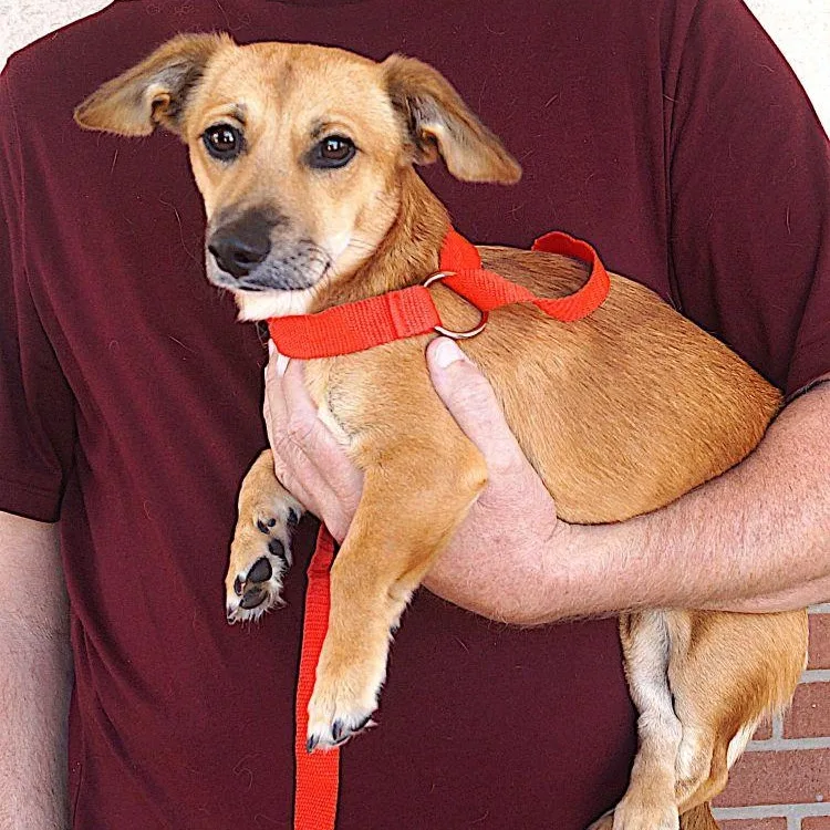 An adult small-sized male Dachshund dog named Vincent for adoption in Carrollton, TX