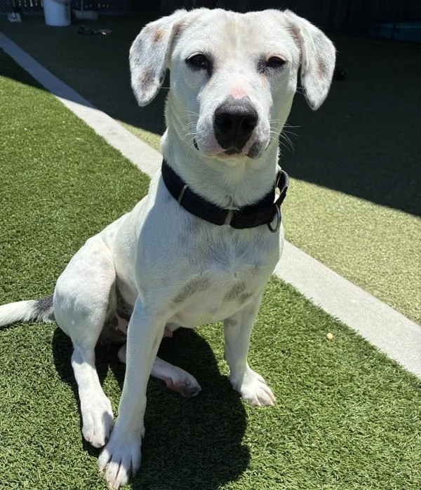 A young medium-sized male Beagle dog named Mr. Appa for adoption in Oceanside, CA
