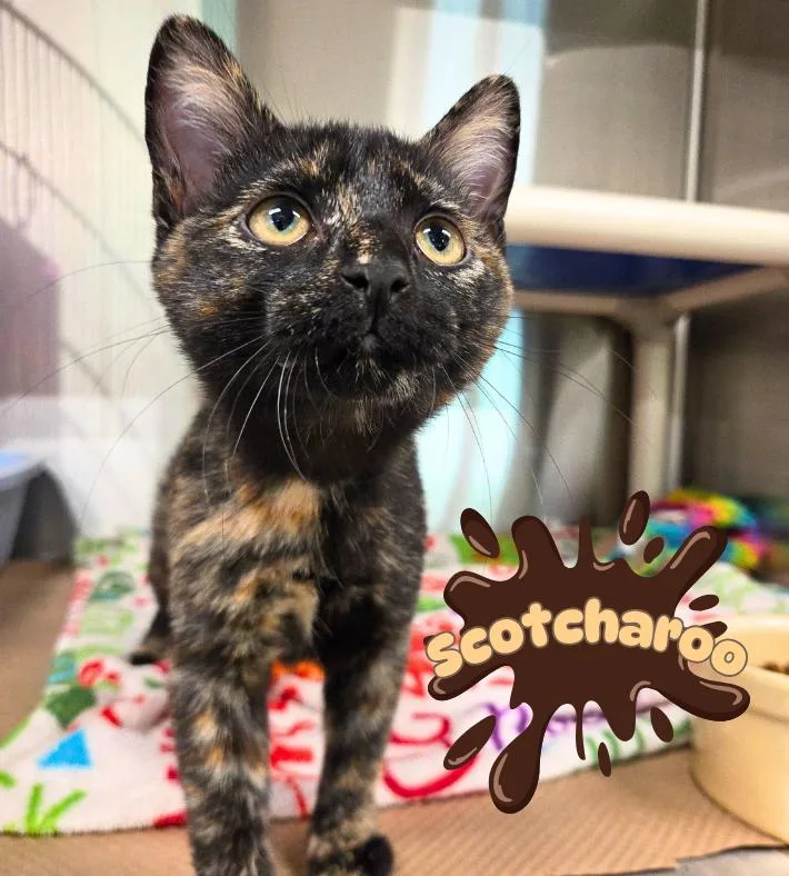A baby medium-sized female Tortoiseshell Domestic Short Hair cat named Scotcharoo for adoption in Nevada, IA