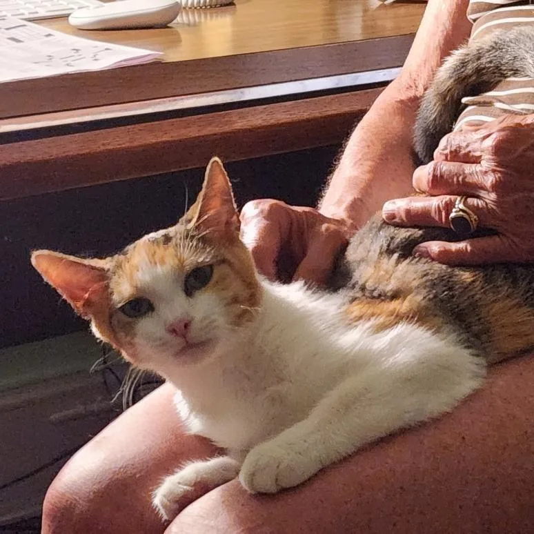 An adult small-sized female Calico Domestic Short Hair cat named Holly Wallace for adoption in Merrifield, VA