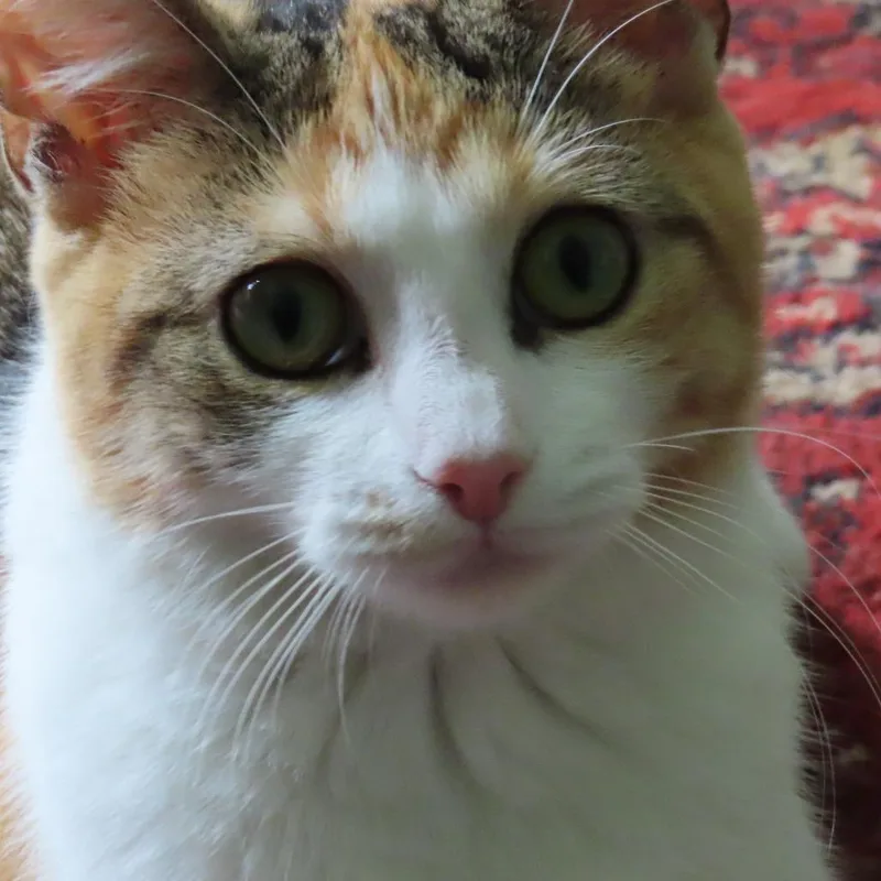 Holly Wallace thumbnail 2