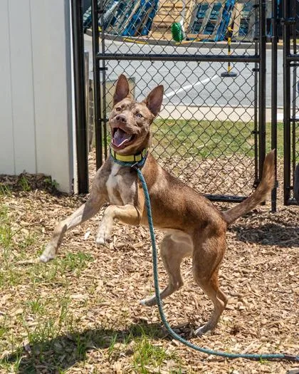 A young medium-sized male Mixed Breed dog named Django for adoption in Chamblee, GA