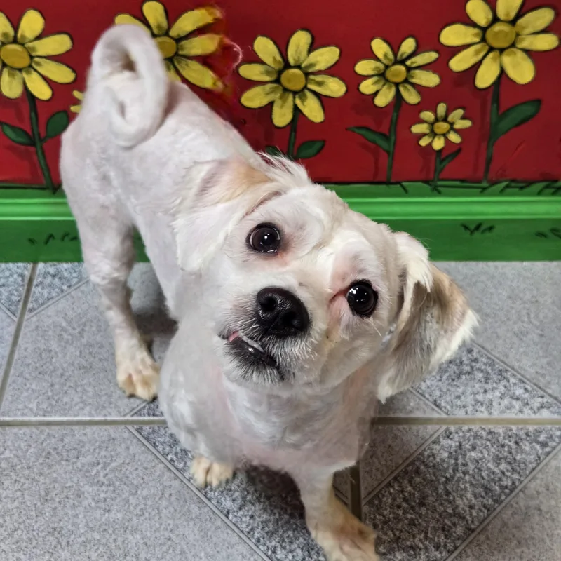 A young small-sized male Bichon Frise dog named Dumpy for adoption in Normal, IL