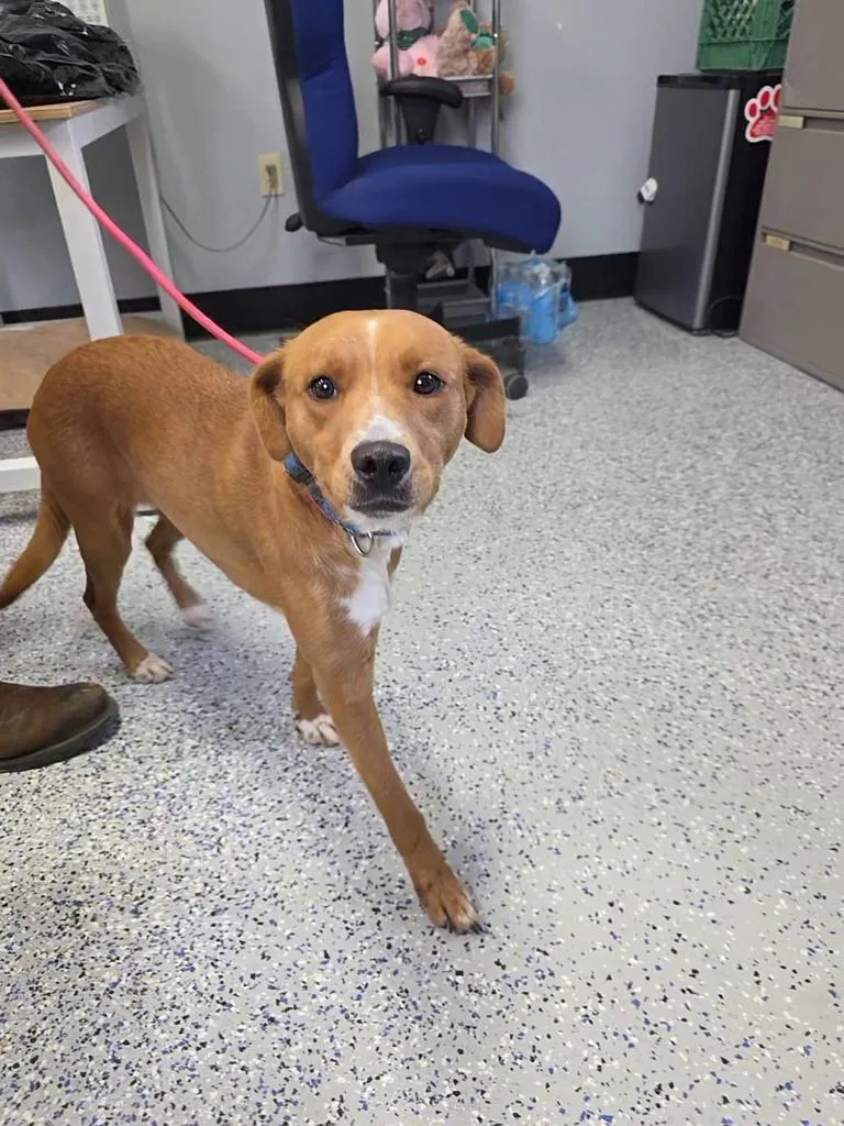A young medium-sized female Mixed Breed dog named Ruby for adoption in Holbrook, AZ
