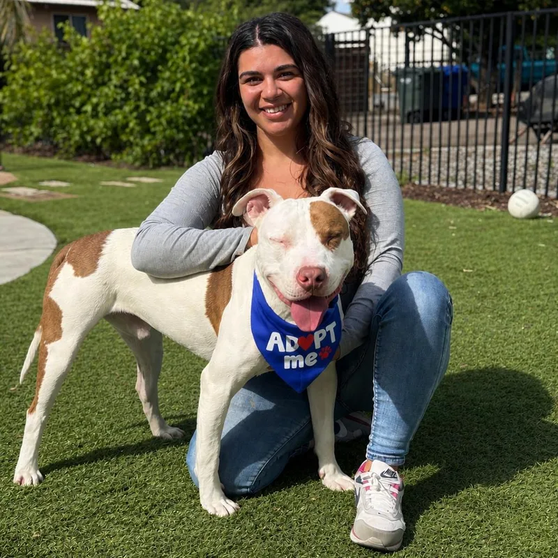 A young large-sized male White / Cream Pit Bull Terrier dog named Petey for adoption in San Diego, CA