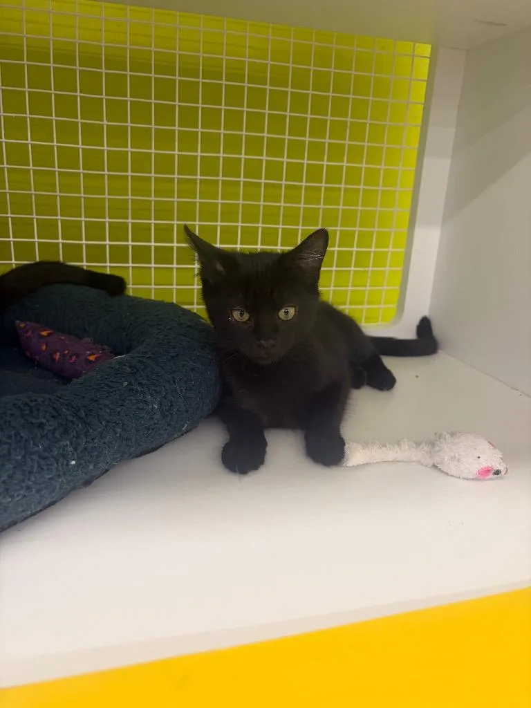A baby medium-sized female Abyssinian cat named Laughing Bird for adoption in Fort Lupton, CO