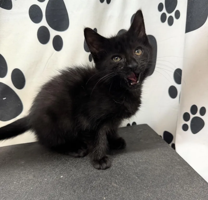A baby small-sized male Black Domestic Short Hair cat named Pluto for adoption in Maineville, OH