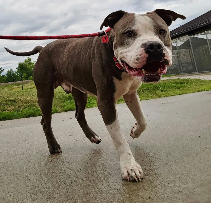 An adult medium-sized male Pit Bull Terrier dog named Rook for adoption in Youngstown, OH