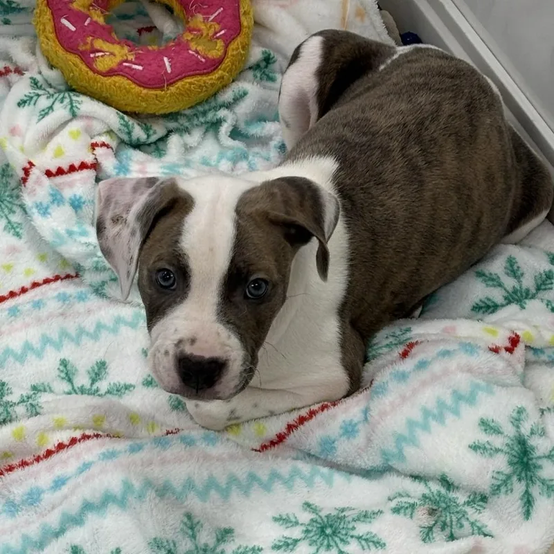 A baby large-sized male White / Cream Mixed Breed dog named Fuji for adoption in Greensboro, GA