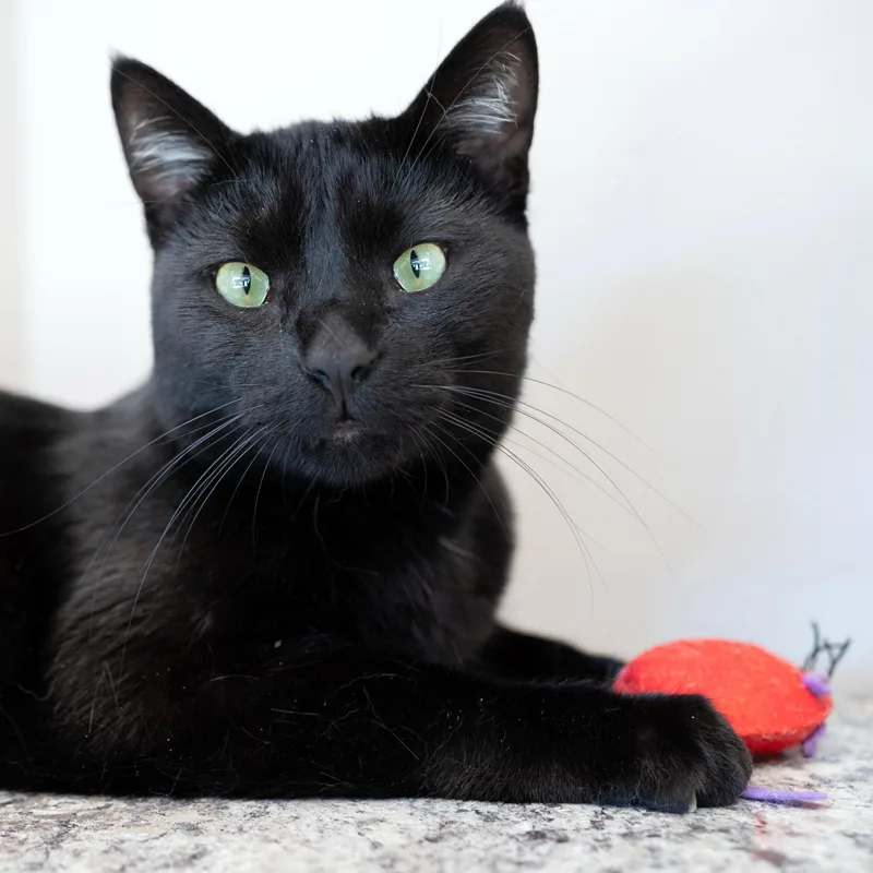 An adult medium-sized male Black Domestic Short Hair cat named Merlin for adoption in Chicago, IL