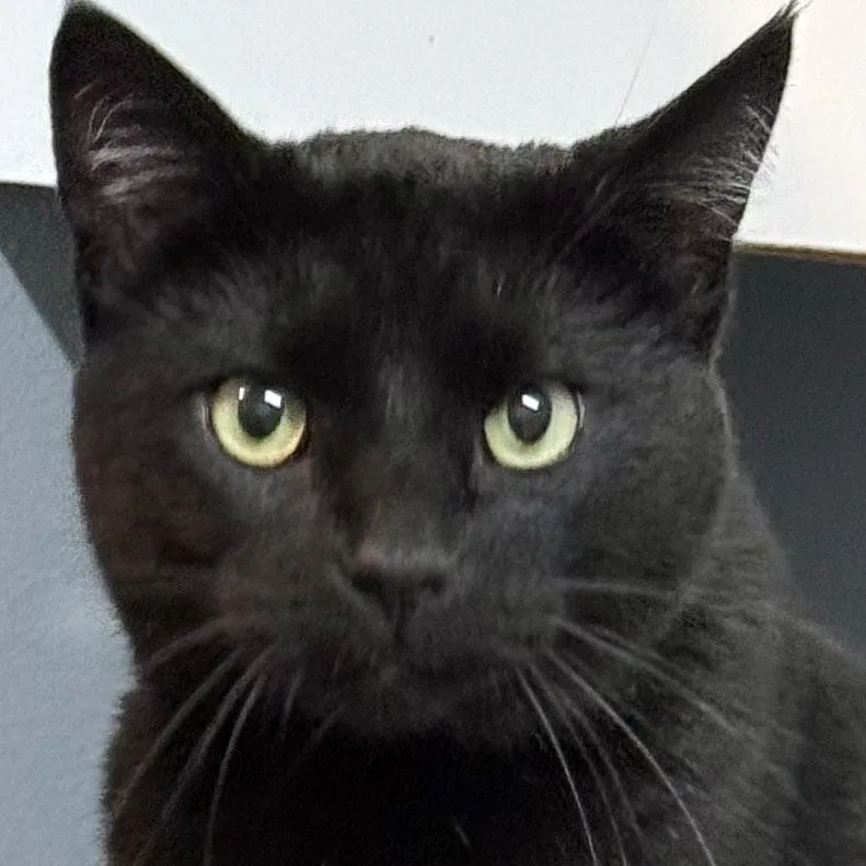 Merlin thumbnail 3
