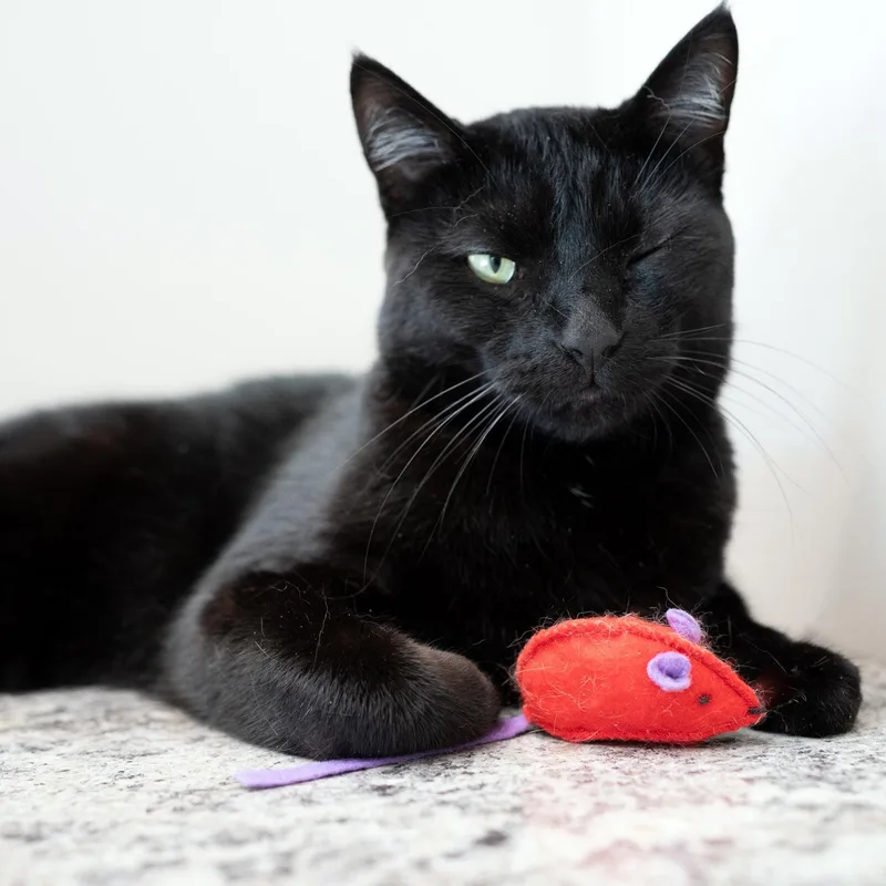 Merlin thumbnail 4