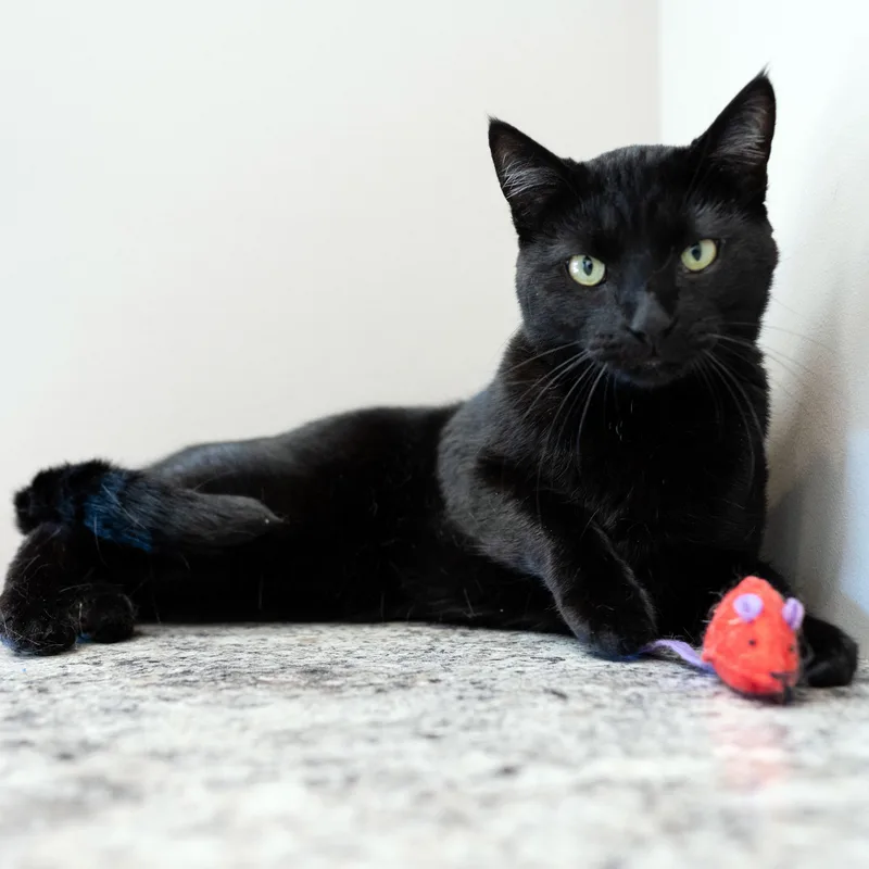Merlin thumbnail 5