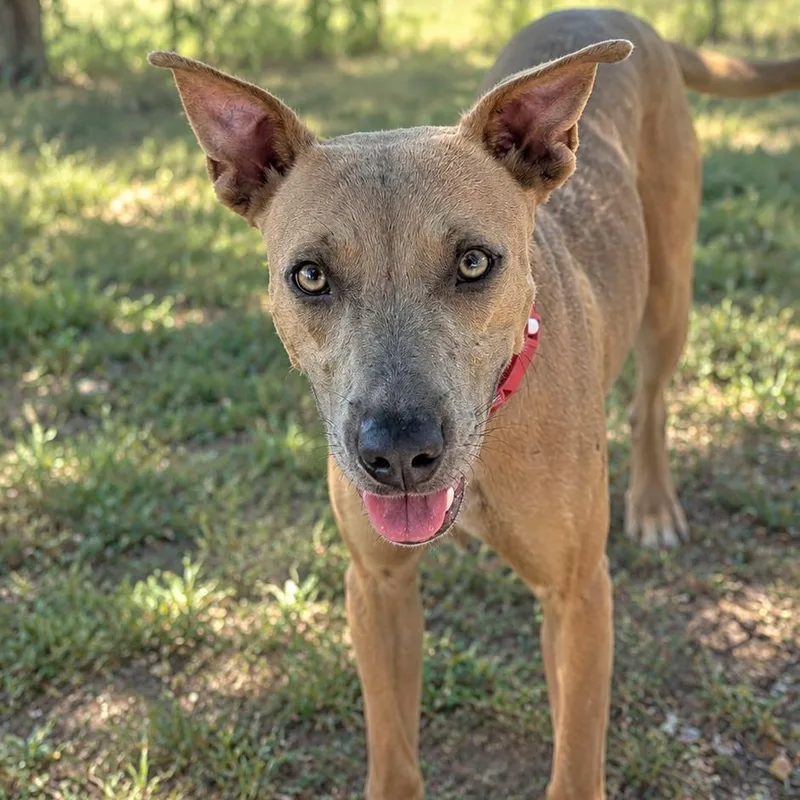 A young medium-sized female Blue Lacy dog named Goldie for adoption in Buchanan Dam, TX