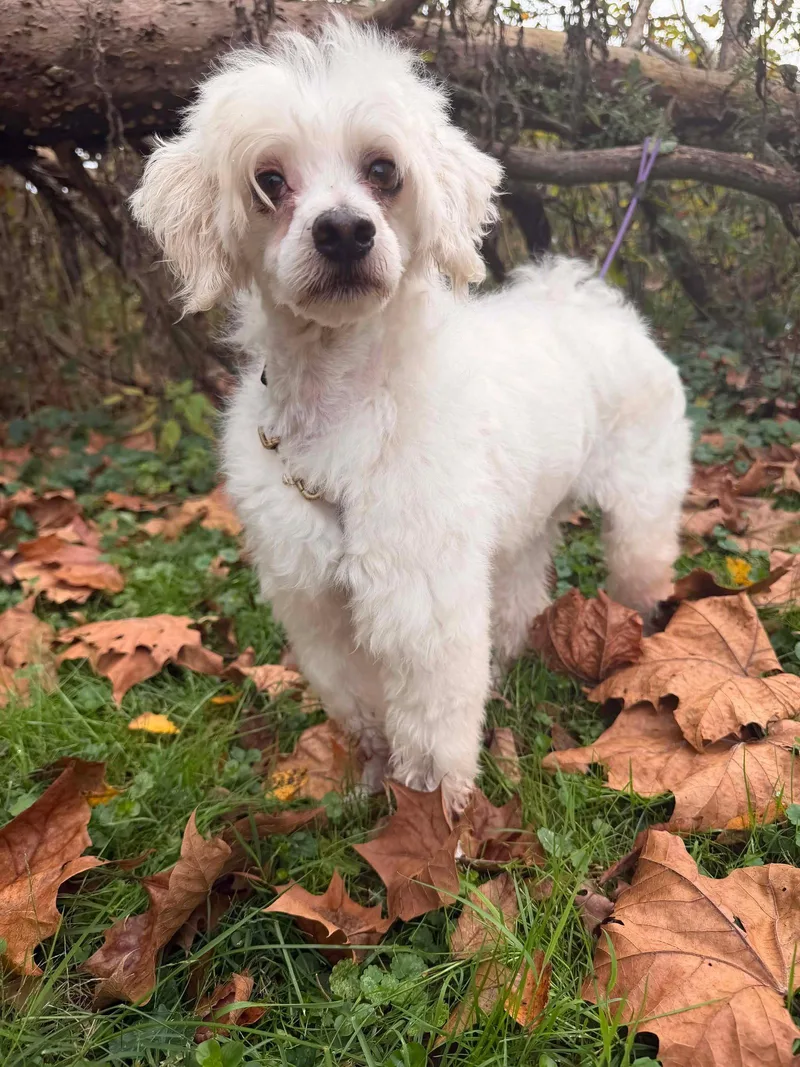 An adult medium-sized male Maltese dog named Markie for adoption in Germantown, OH