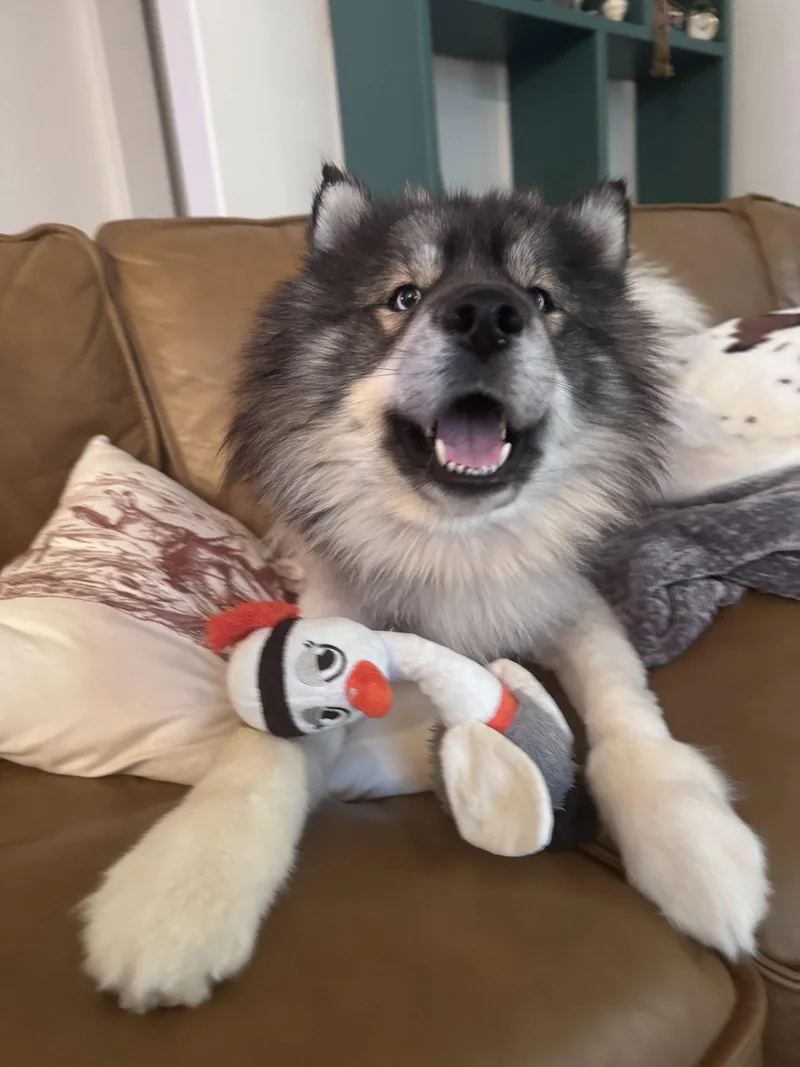 An adult medium-sized male Siberian Husky dog named Cosmo for adoption in Carrollton, TX
