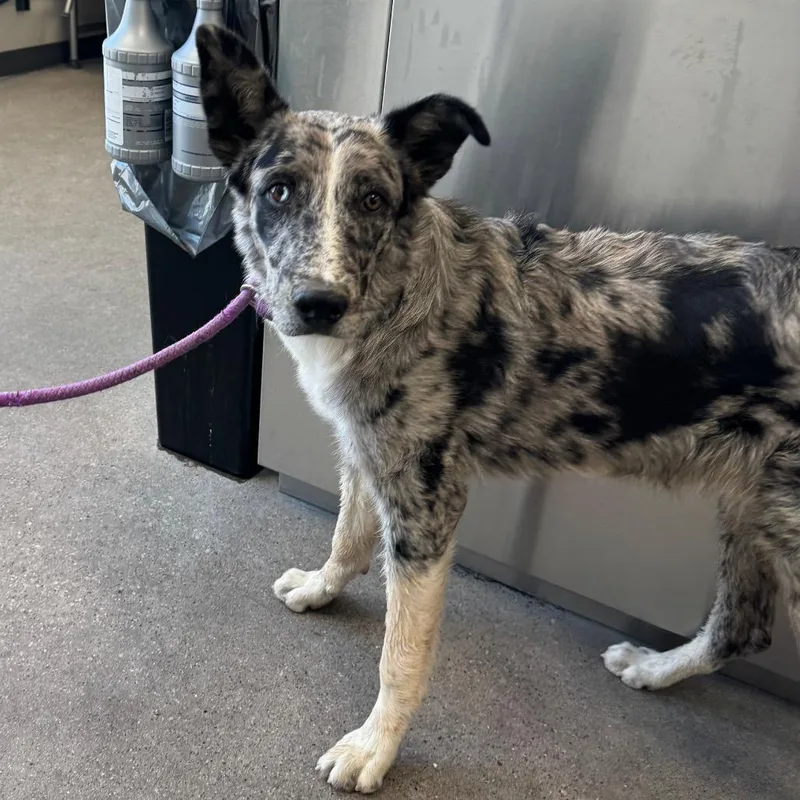 A young large-sized male Gray / Blue / Silver Mixed Breed dog named Hawthorne for adoption in Las Cruces, NM