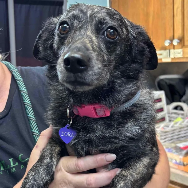 An adult small-sized female Gray / Blue / Silver Mixed Breed dog named Dora for adoption in Fredericksburg, TX