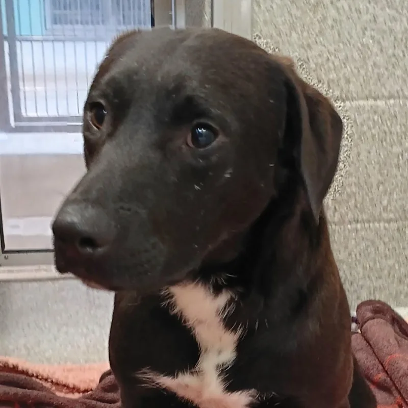 An adult medium-sized male Black Mixed Breed dog named Bo for adoption in Washington Township, OH