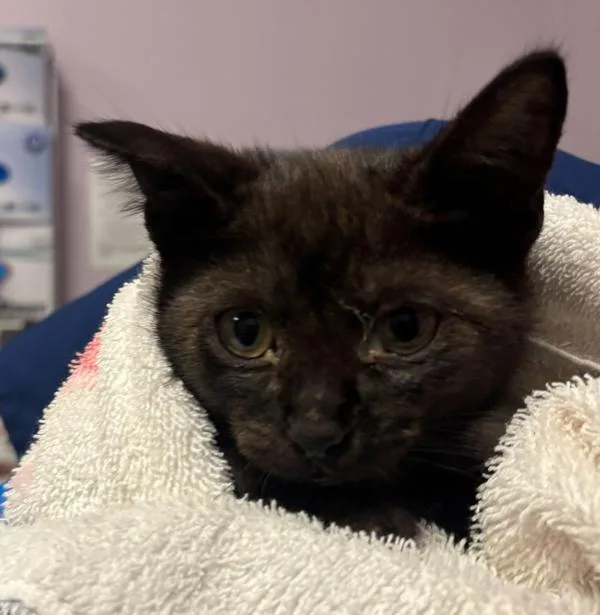 A baby small-sized male Domestic Short Hair cat named Patrick for adoption in Vancouver, WA