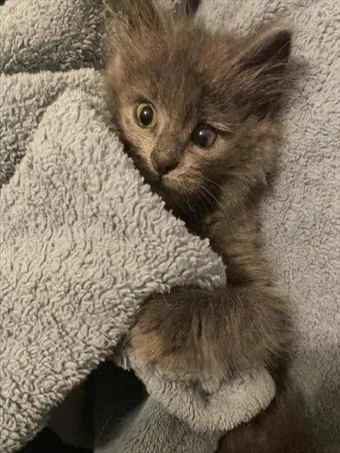 A baby small-sized female Domestic Medium Hair cat named Briar for adoption in Brighton, CO