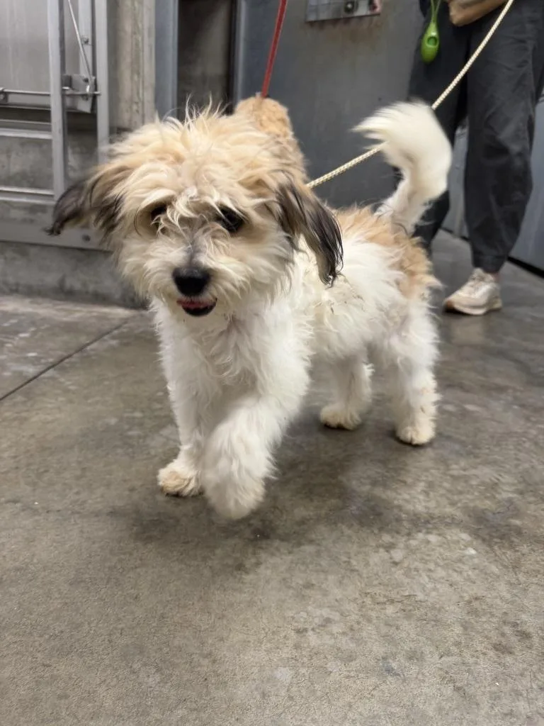 A baby small-sized female White / Cream Poodle dog named Luna for adoption in Los Angeles, CA