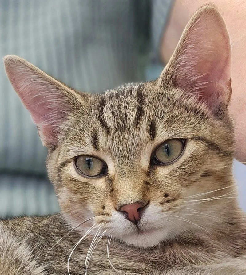A baby small-sized male Domestic Short Hair cat named Tyler for adoption in Lovingston, VA