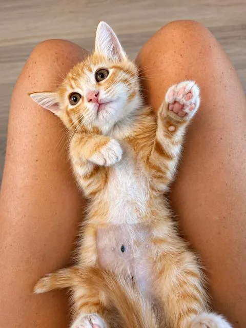 A young medium-sized female Orange & White Domestic Short Hair cat named Cheyenne for adoption in Houston, TX
