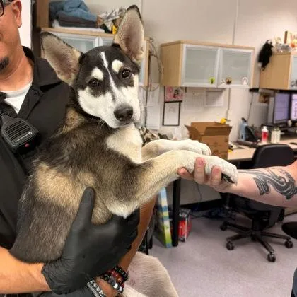A baby medium-sized female Husky dog named Zuzu for adoption in Oakland, CA