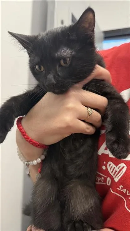 A baby small-sized male Domestic Short Hair cat named Demetrius for adoption in West Chester, PA
