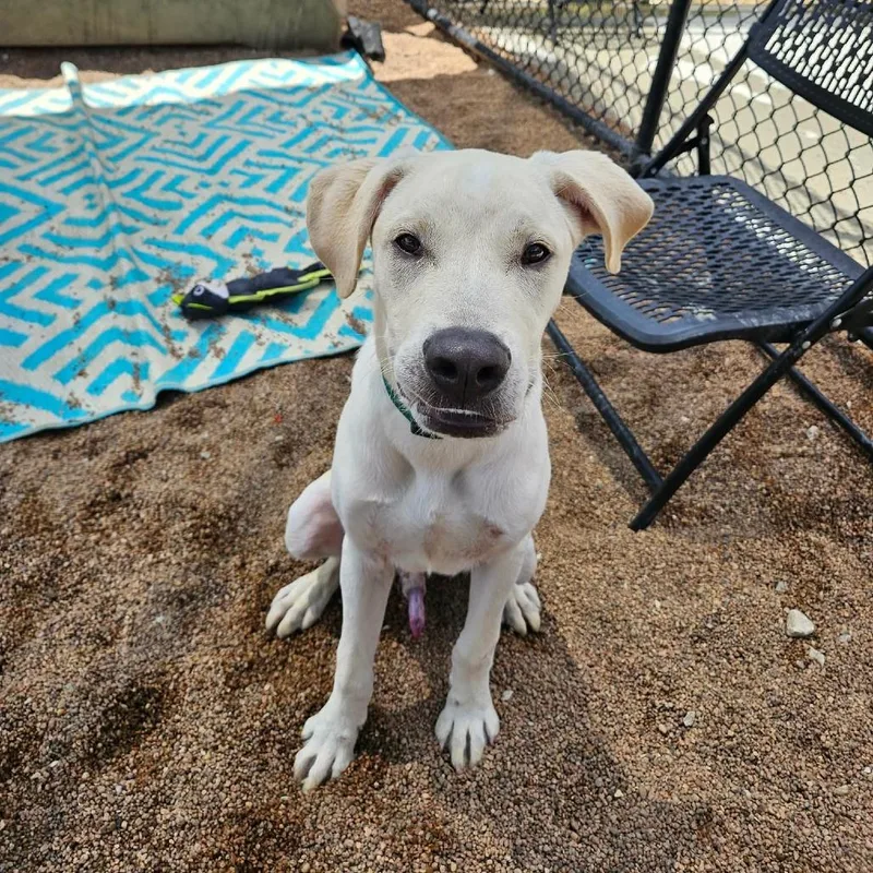 A young large-sized male Yellow / Tan / Blond / Fawn Yellow Labrador Retriever dog named Ace for adoption in Sand Springs, OK