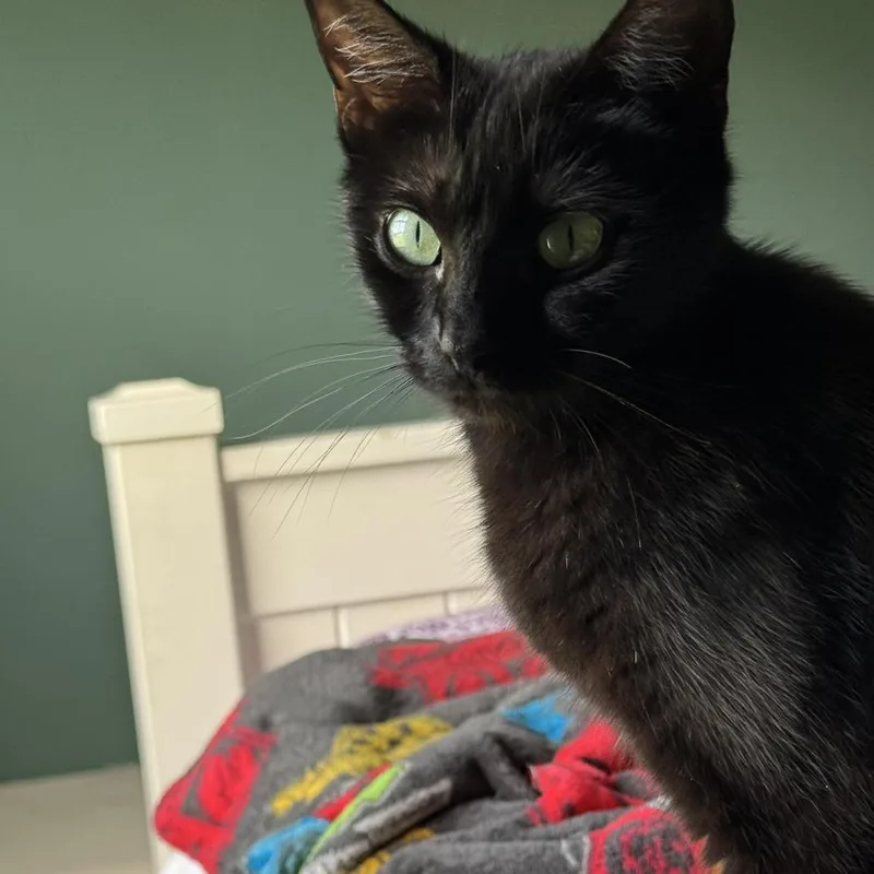 A young medium-sized female Black Domestic Short Hair cat named Miley for adoption in Huntsville, AL
