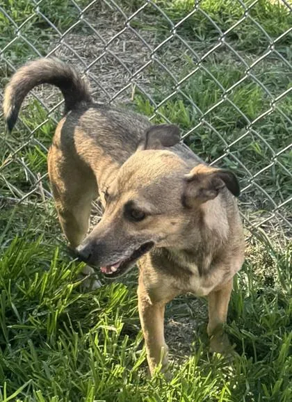 A young small-sized female Chihuahua dog named Cici for adoption in Wilkesboro, NC