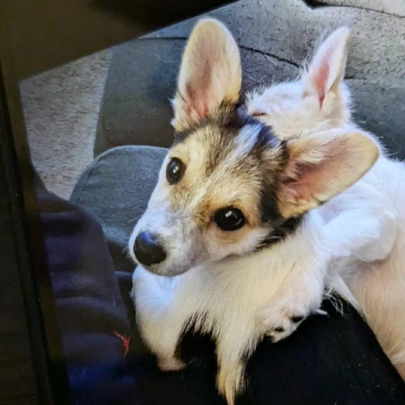 Catalina thumbnail 2