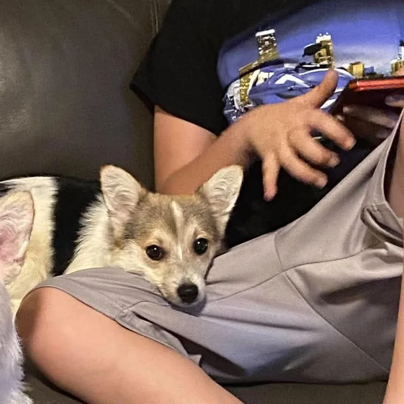 Catalina thumbnail 3