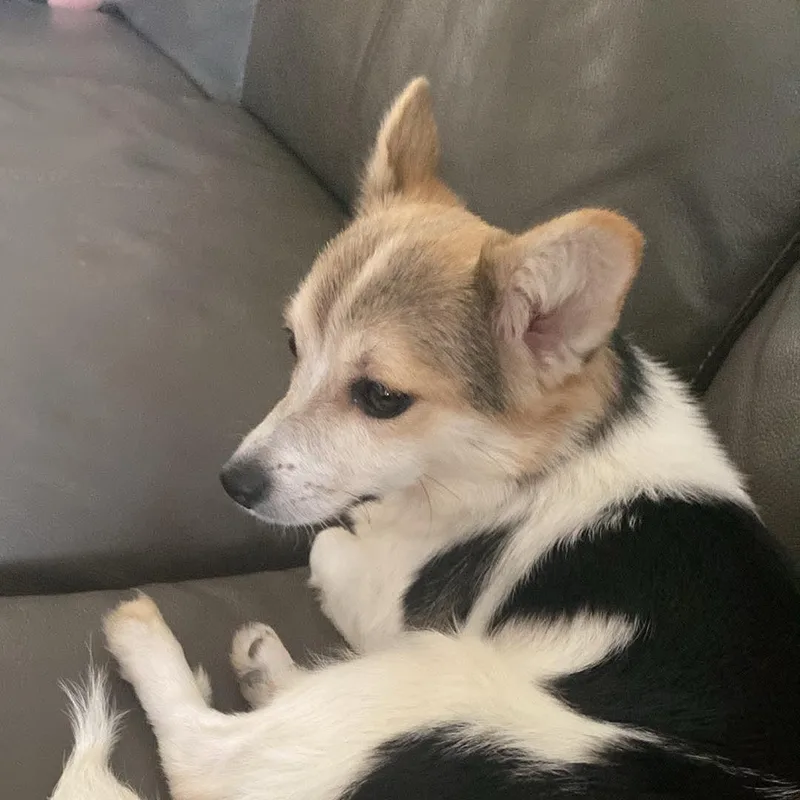 Catalina thumbnail 4