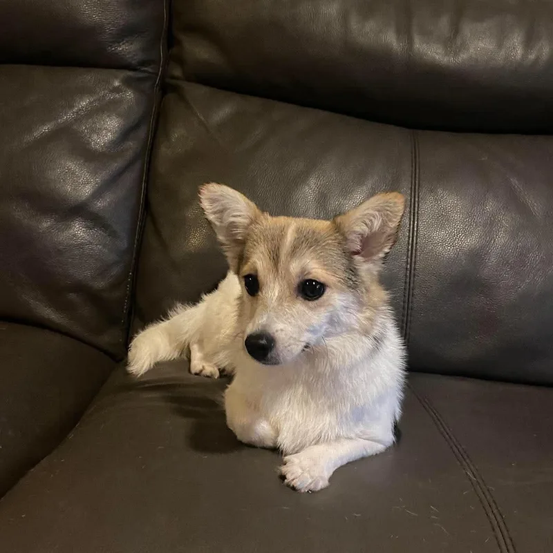 Catalina thumbnail 5