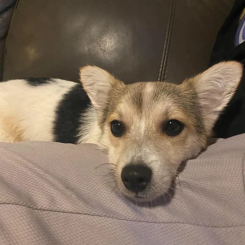 A baby small-sized female Tricolor (Brown, Black, & White) Yorkshire Terrier dog named Catalina for adoption in Rochester, NY
