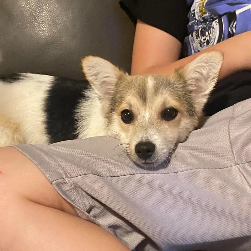 Catalina thumbnail 6