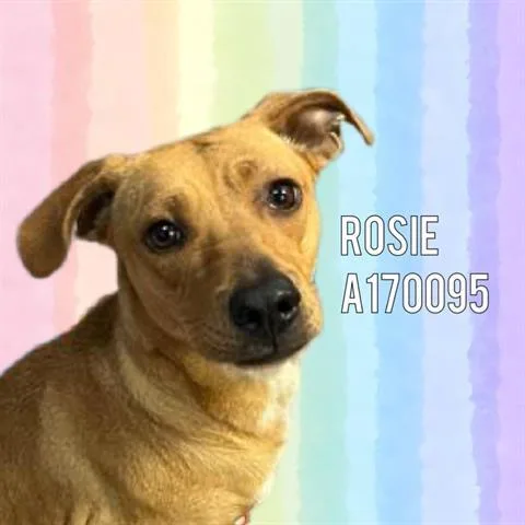 A young medium-sized female Labrador Retriever dog named Rosie for adoption in Tulsa, OK